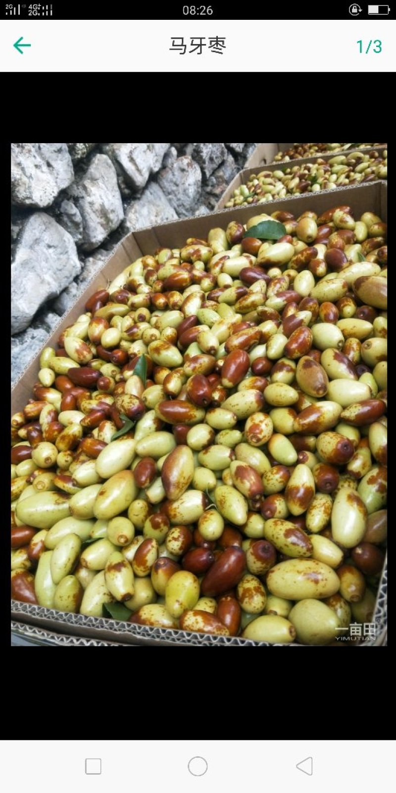 马牙枣，鲜果