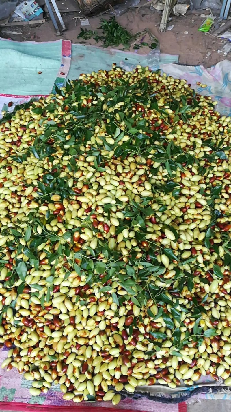 马牙枣，鲜果