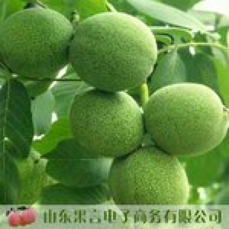 铁核桃油