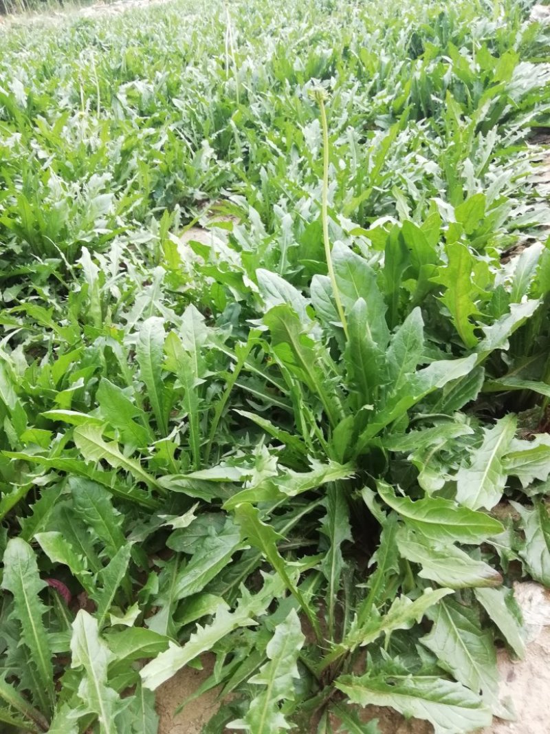 新鲜蒲公英