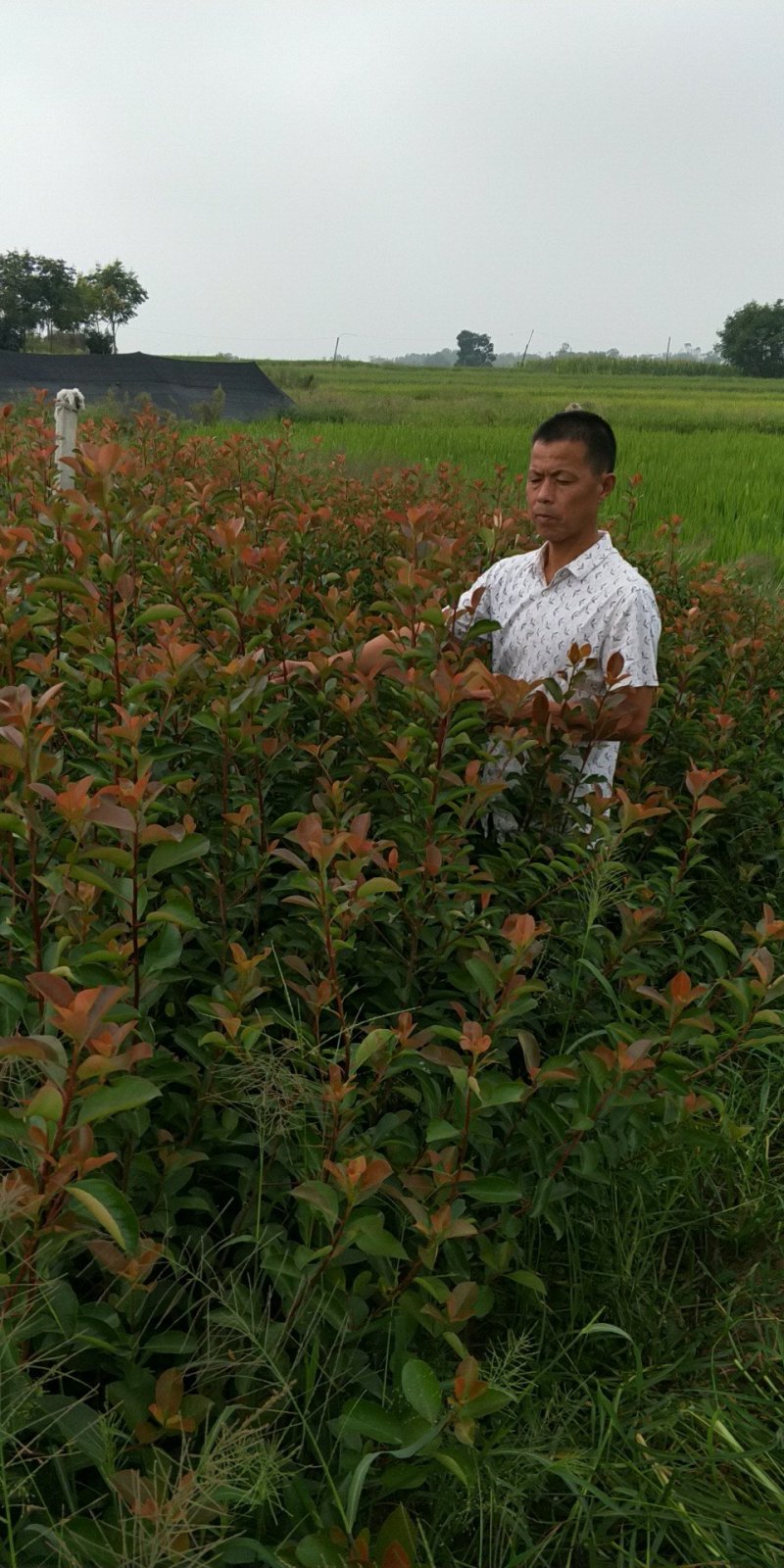 石楠苗，基地培育精品红叶石楠苗，现挖现发，提供技术指导