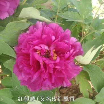 菏泽最香观赏牡丹品种5年苗