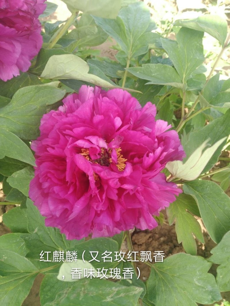 菏泽最香观赏牡丹品种5年苗