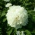 菏泽最香观赏牡丹品种5年苗