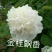 菏泽最香观赏牡丹品种5年苗