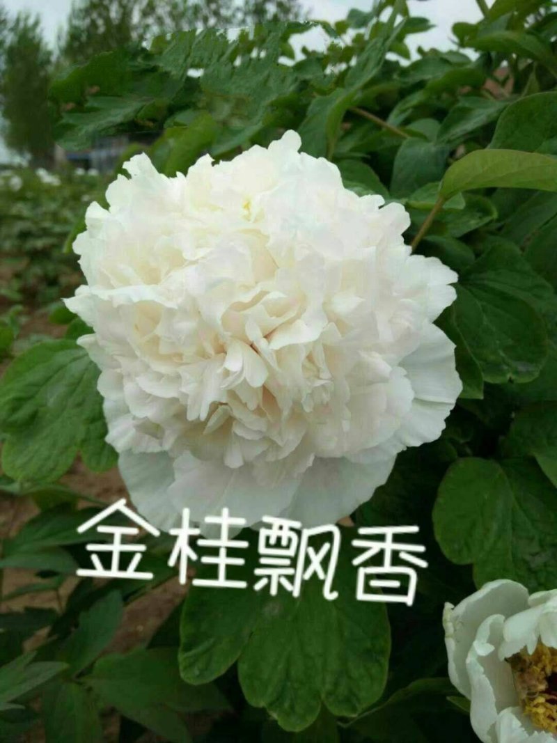 菏泽最香观赏牡丹品种5年苗