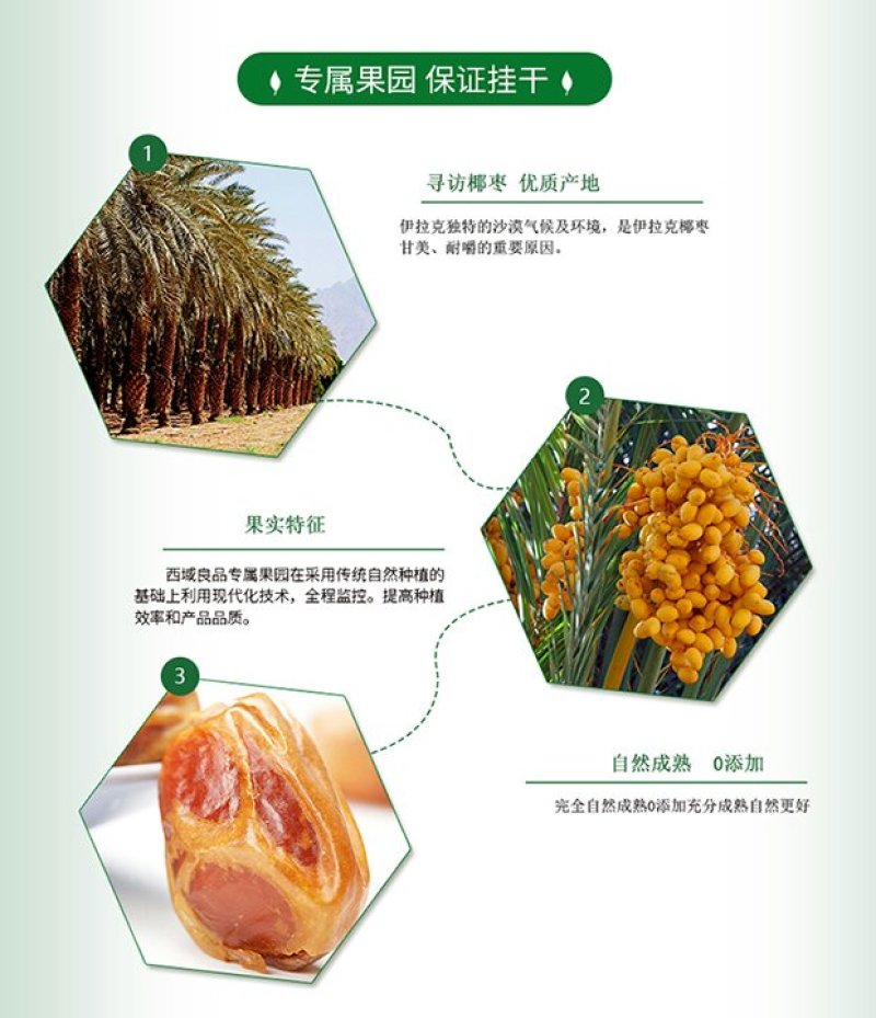椰枣进口伊拉克特级黄金椰枣20/箱