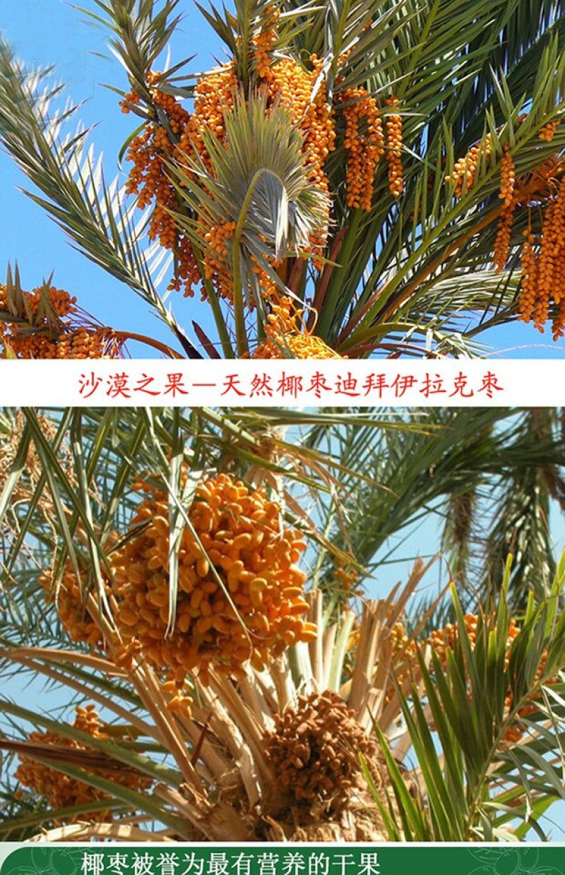 椰枣进口伊拉克特级黄金椰枣20/箱