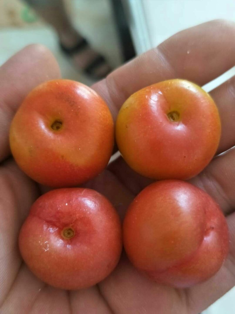 钙果树苗欧李苗高钙果树苗中华钙果苗农大钙果苗阳