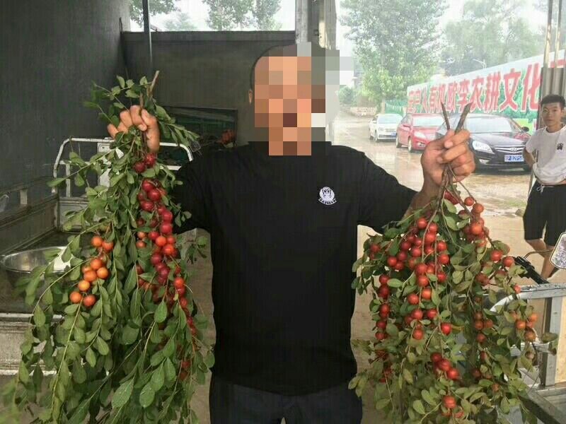 钙果树苗欧李苗高钙果树苗中华钙果苗农大钙果苗阳