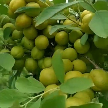 钙果树苗欧李苗高钙果树苗中华钙果苗农大钙果苗阳