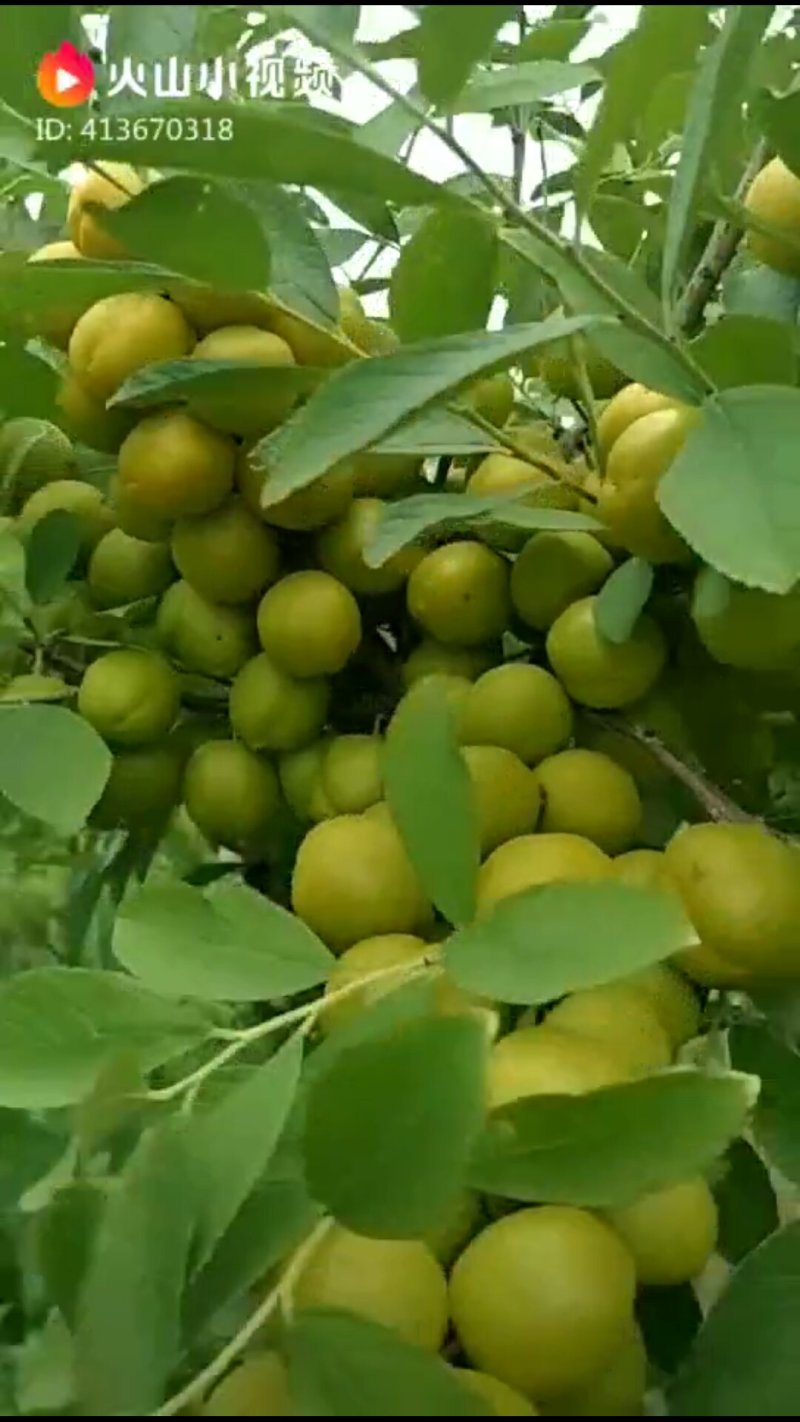 钙果树苗欧李苗高钙果树苗中华钙果苗农大钙果苗阳