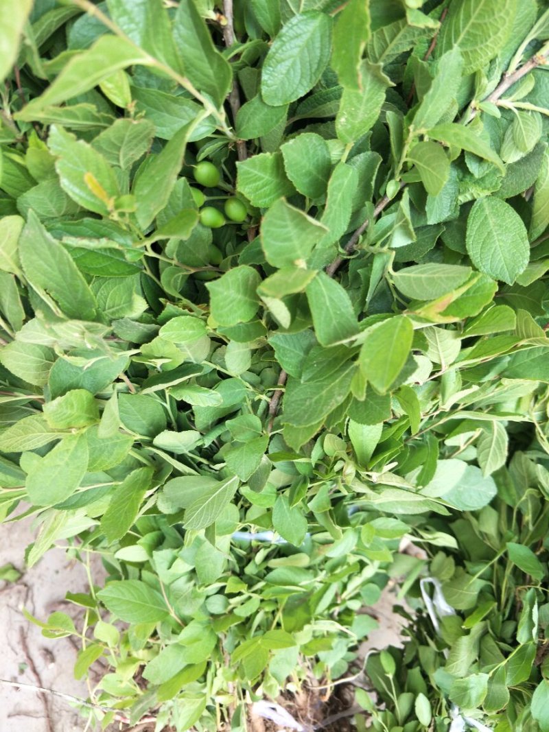 钙果树苗欧李苗高钙果树苗中华钙果苗农大钙果苗阳