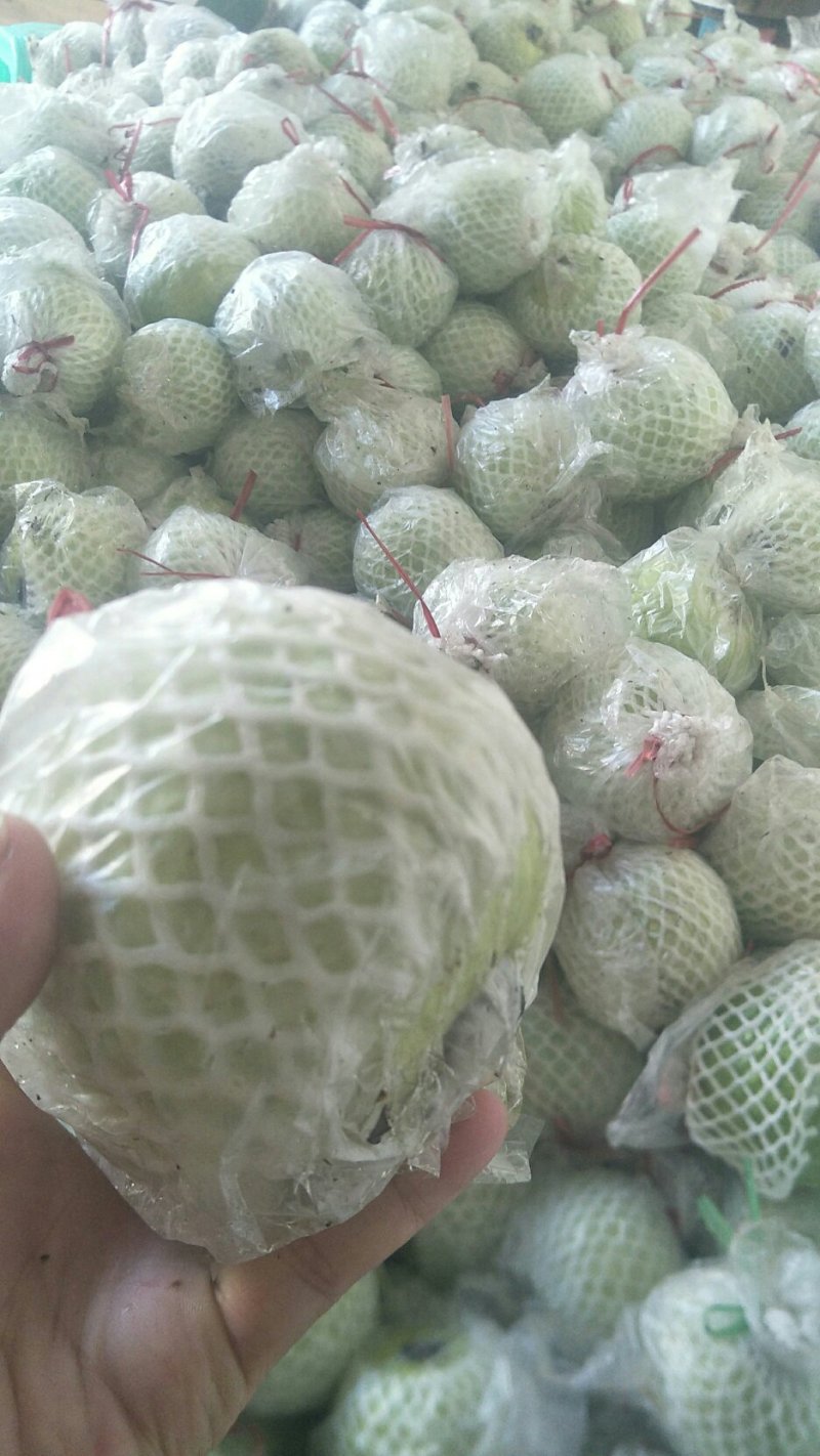 芭乐，福建漳州富硒芭乐，包脆包甜