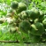 木瓜树文冠果文冠果树苗文官果苗观赏花食用油苗文冠种