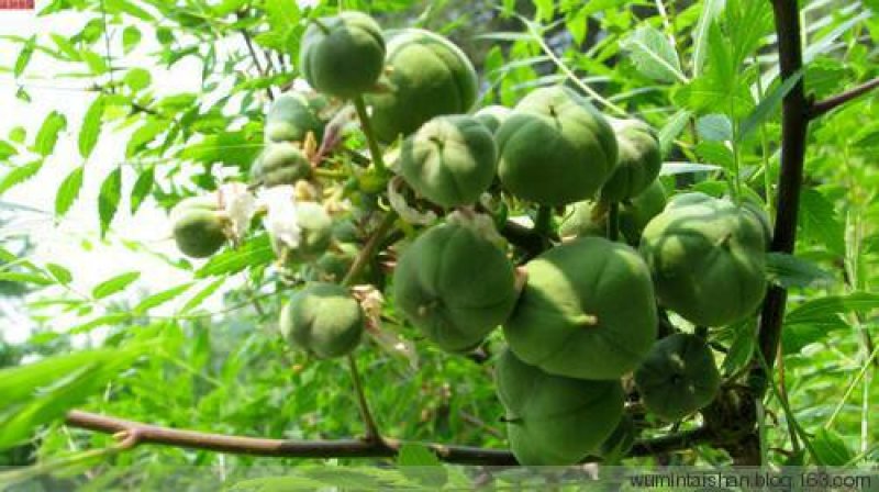 木瓜树文冠果文冠果树苗文官果苗观赏花食用油苗文冠种