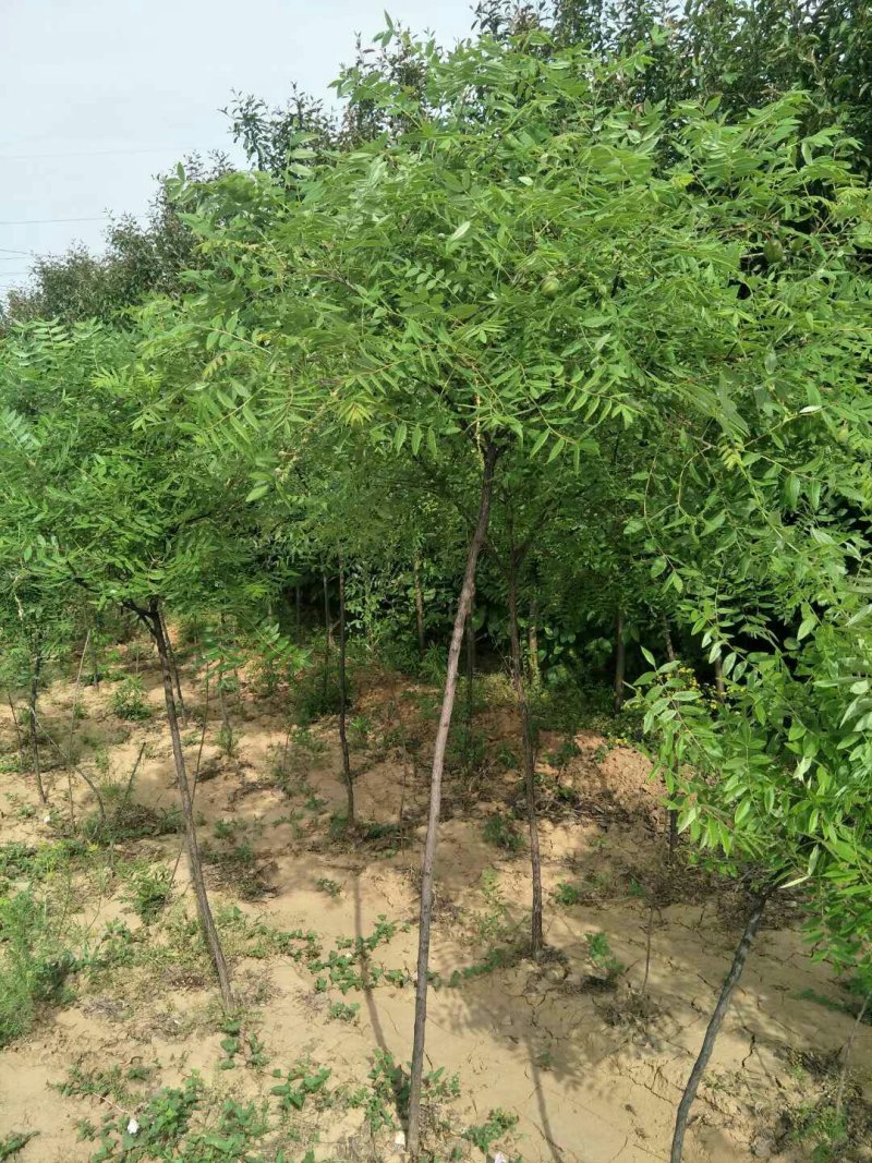 木瓜树文冠果文冠果树苗文官果苗观赏花食用油苗文冠种