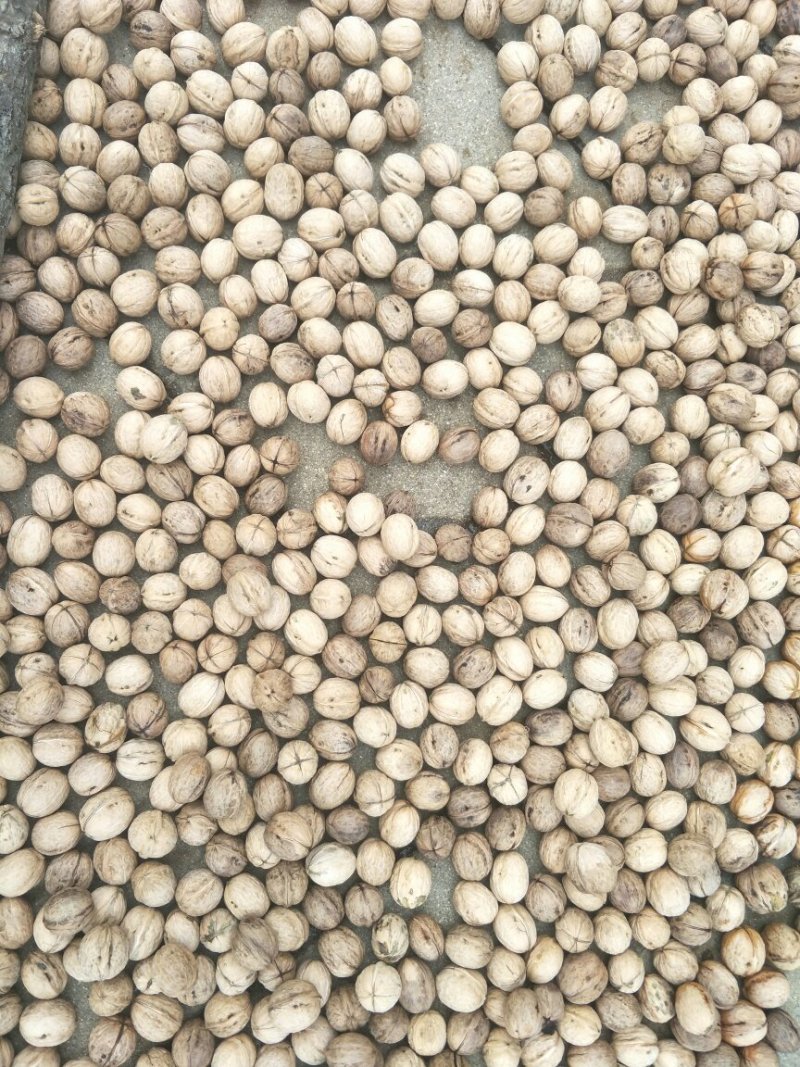 红皮花椒纯种山花椒