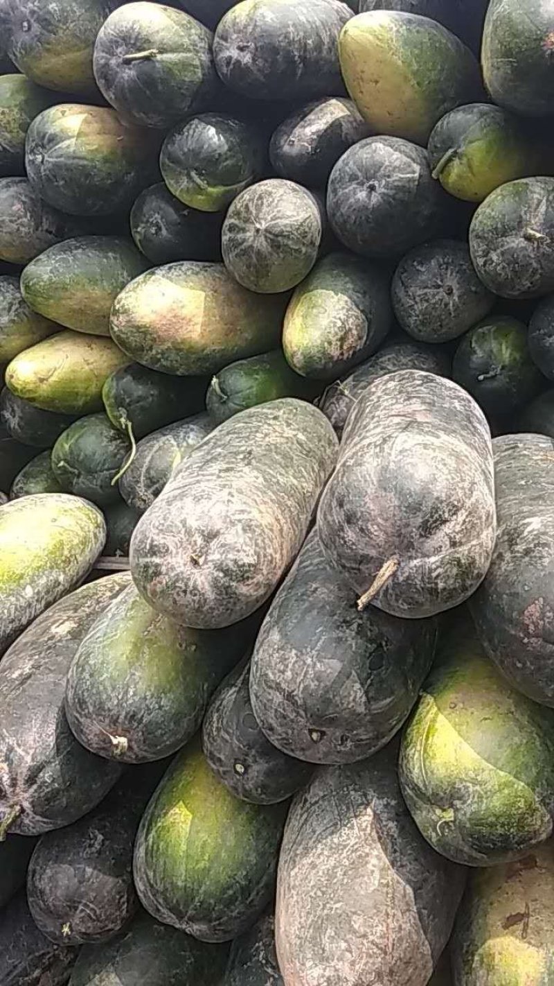 黑皮冬瓜,地冬瓜，15斤以上，基地直发