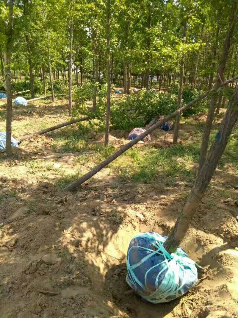 银杏树河北省保定银杏树成活率相当高