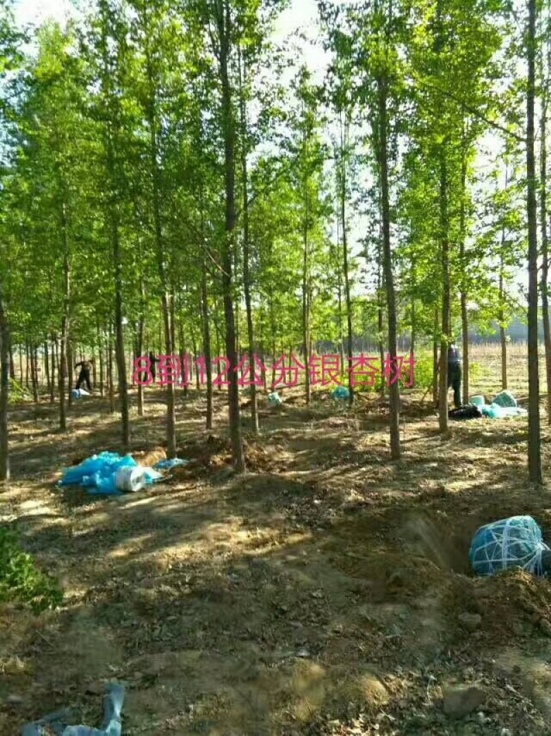 银杏树河北省保定银杏树成活率相当高