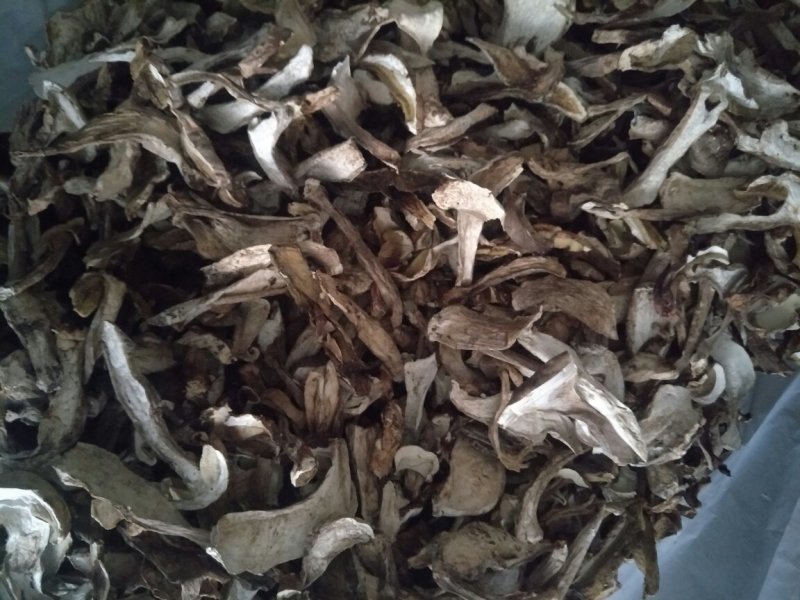 野生美味牛肝菌小片——产地围场直发