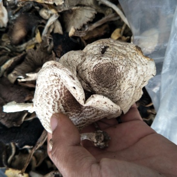 野生草蘑——产地围场直发