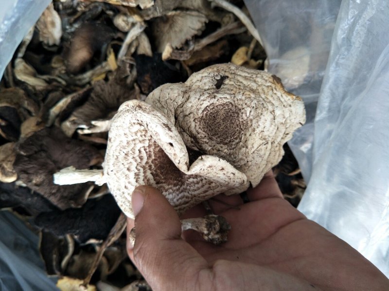野生草蘑——产地围场直发