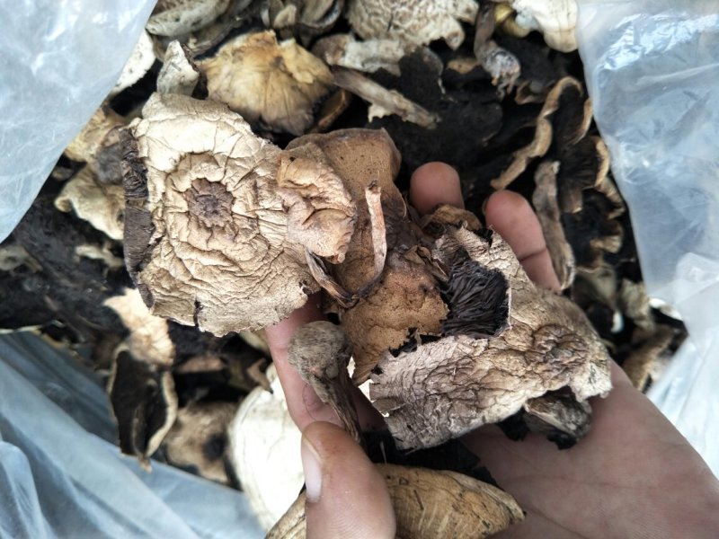 野生草蘑——产地围场直发