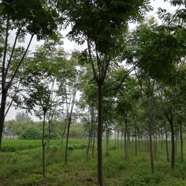 栾树