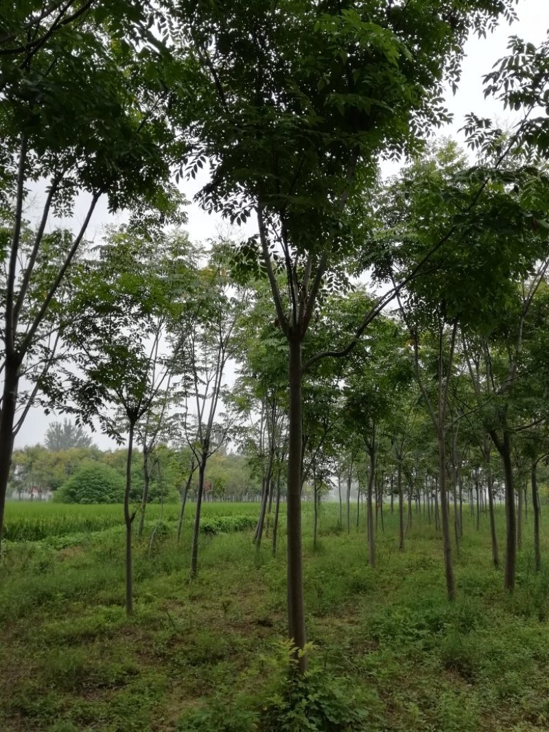 栾树