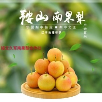 海城南果梨，久军南果梨合作社