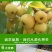 海城花盖梨