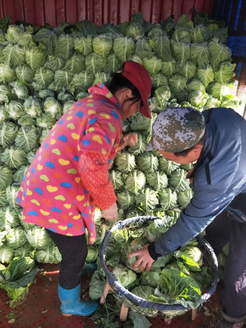 【商超品质】甘蓝大量上市，产地直销！甘蓝价格优惠