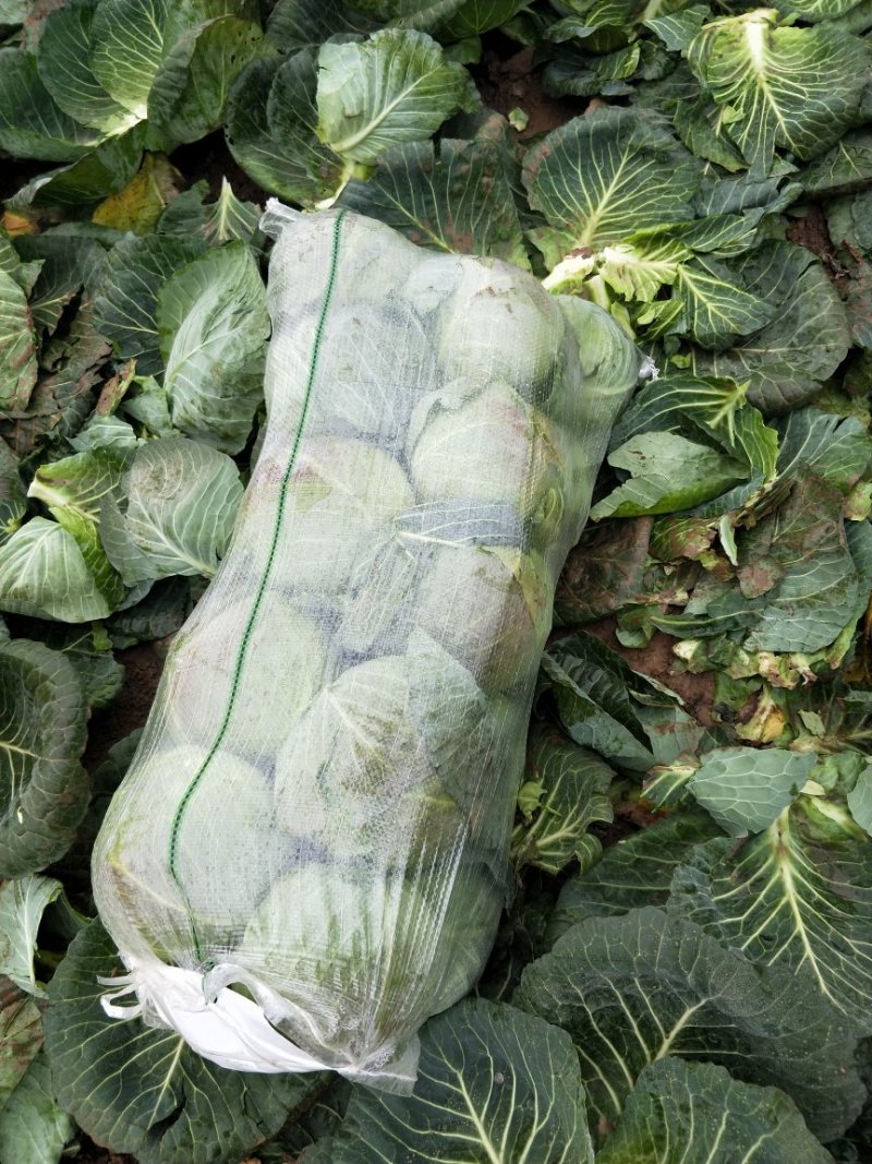 【商超品质】甘蓝大量上市，产地直销！甘蓝价格优惠