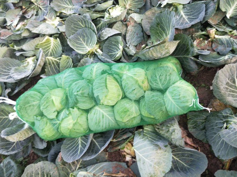 【商超品质】甘蓝大量上市，产地直销！甘蓝价格优惠