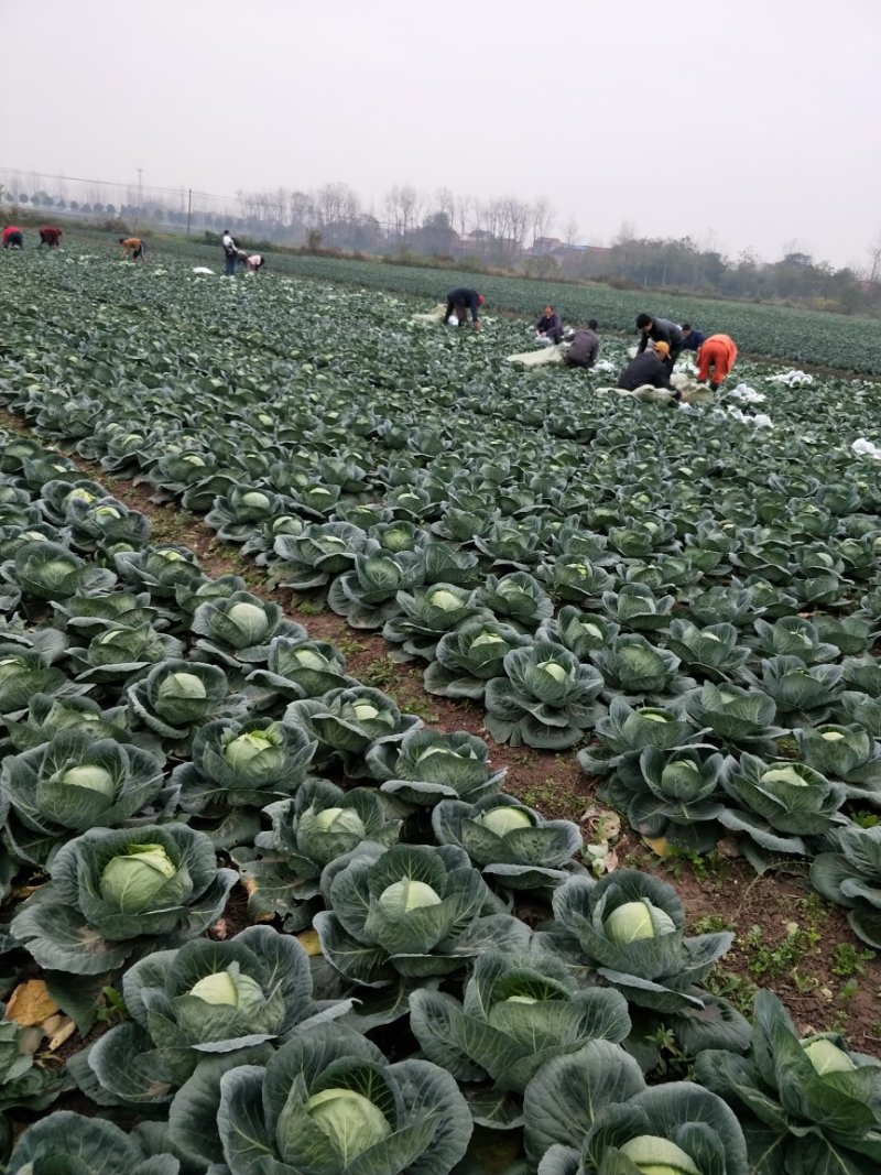 【商超品质】甘蓝大量上市，产地直销！甘蓝价格优惠