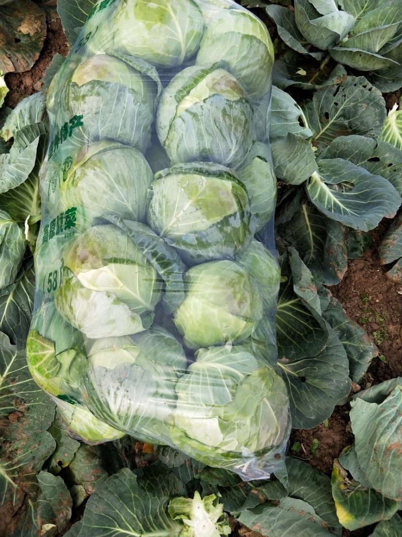 【商超品质】甘蓝大量上市，产地直销！甘蓝价格优惠