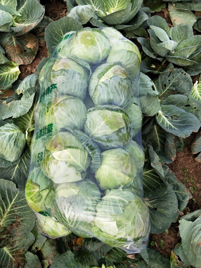 【商超品质】甘蓝大量上市，产地直销！甘蓝价格优惠