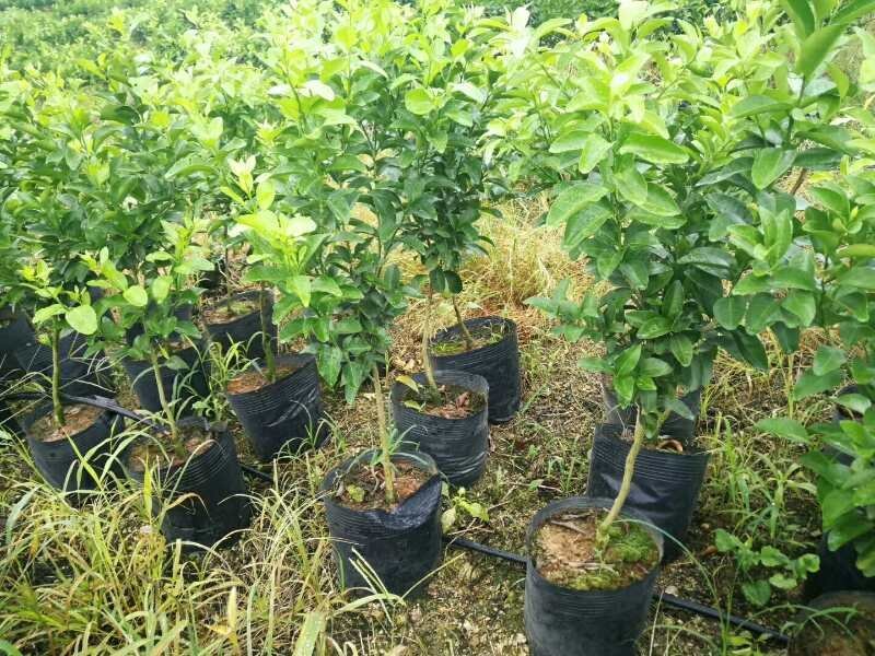 沙糖桔特级大杯苗次年挂果匠心之作免费技术支持