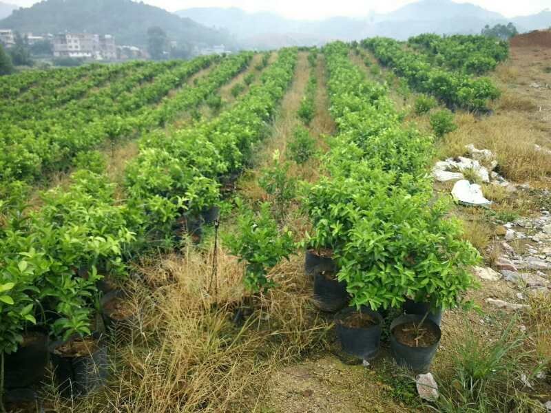 沙糖桔特级大杯苗次年挂果匠心之作免费技术支持