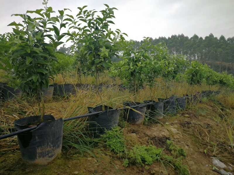 沙糖桔特级大杯苗次年挂果匠心之作免费技术支持
