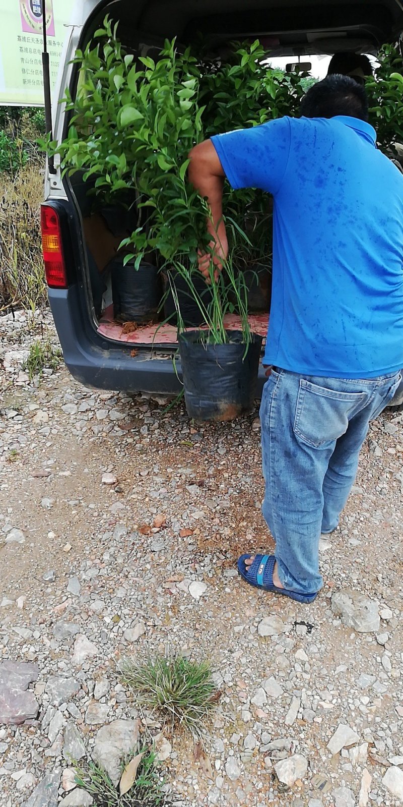 沙糖桔特级大杯苗次年挂果匠心之作免费技术支持