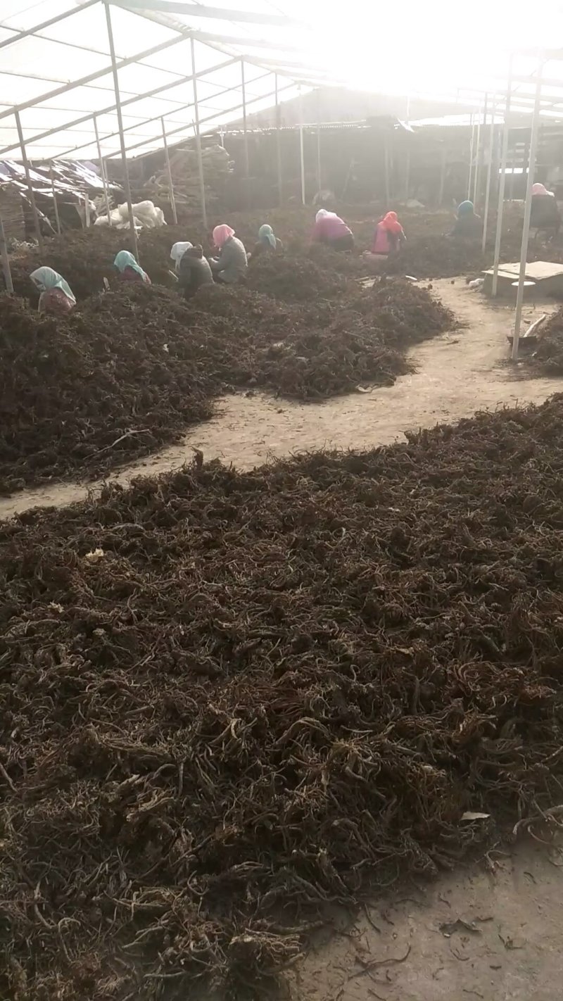 大头羌活
