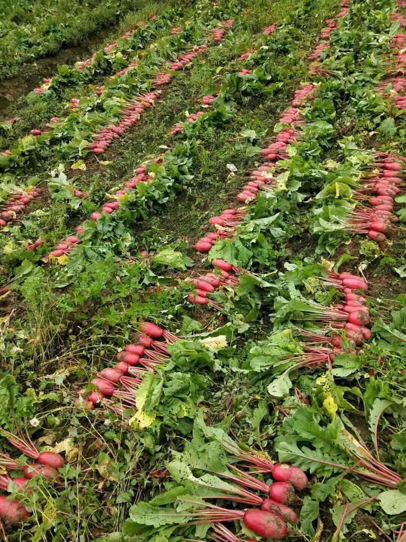 【推荐】新鲜应季蔬菜精品红皮萝卜可提供各种包装可带泥