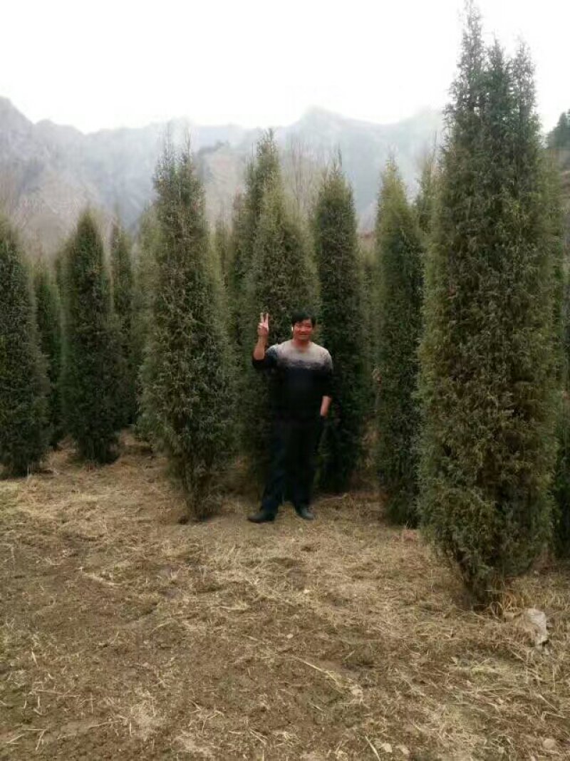精品圆柏树