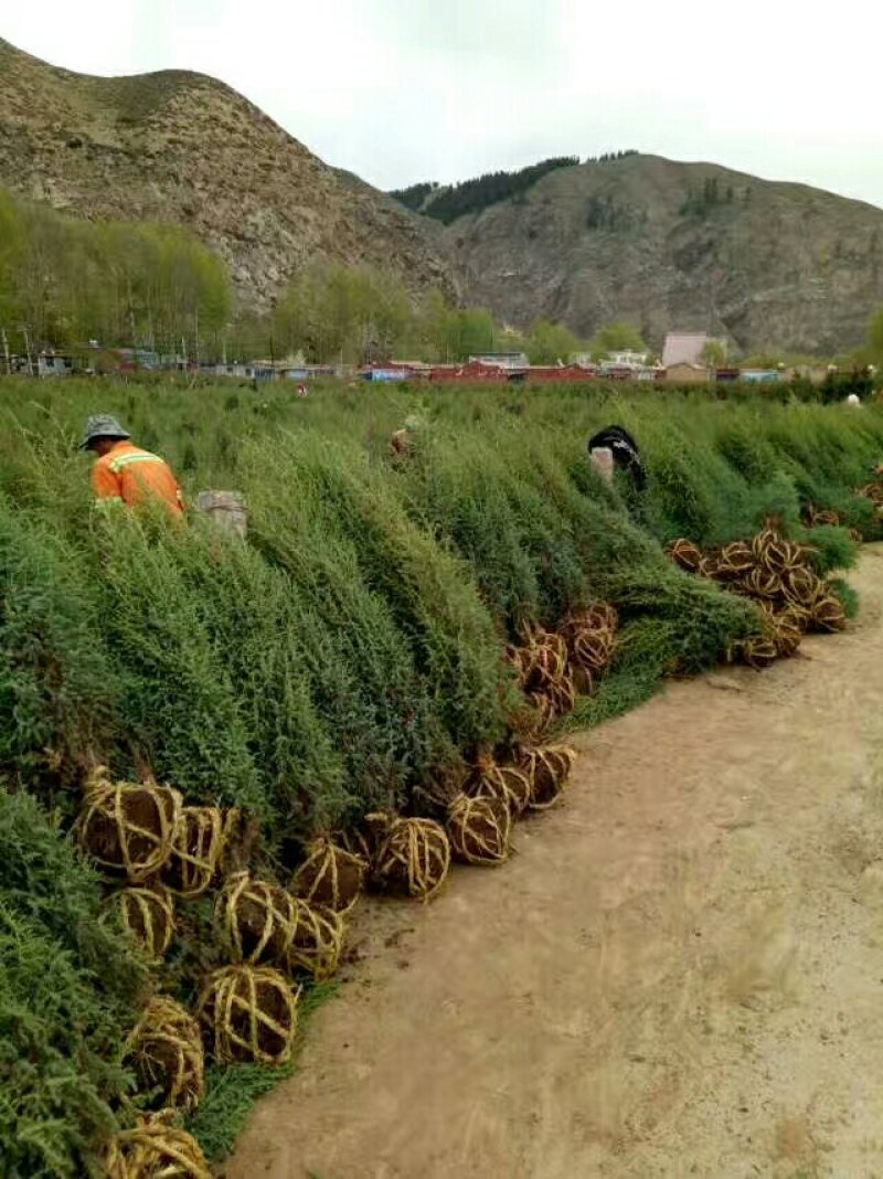 精品圆柏树