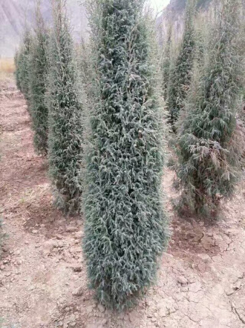 精品圆柏树