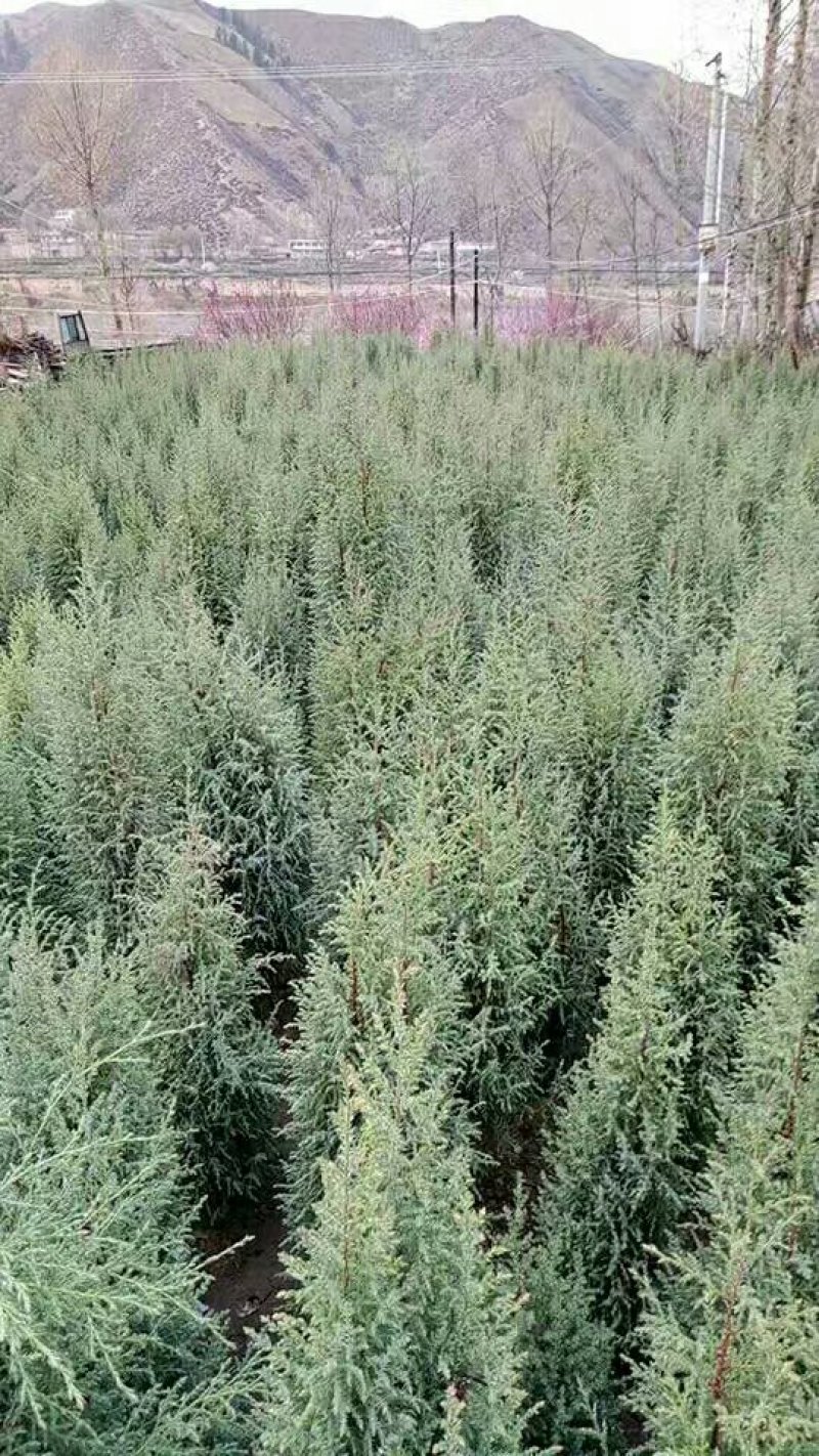 精品圆柏树