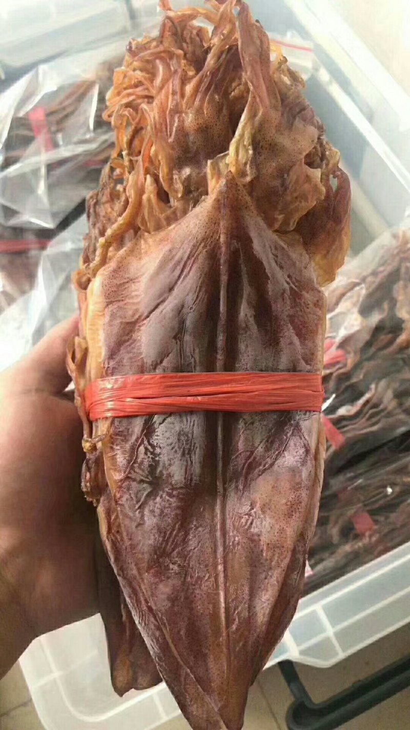 鱿鱼母